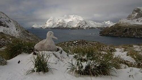 South Georgia, An Island All Alone