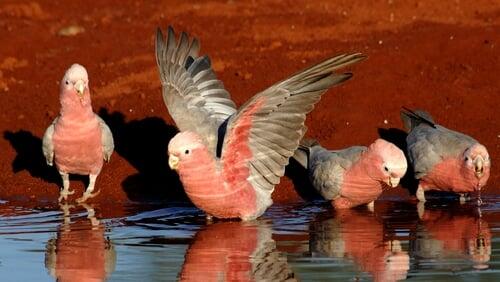 Parrots in the Land of Oz