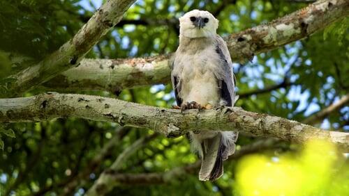 The Monkey-Eating Eagle of the Orinoco