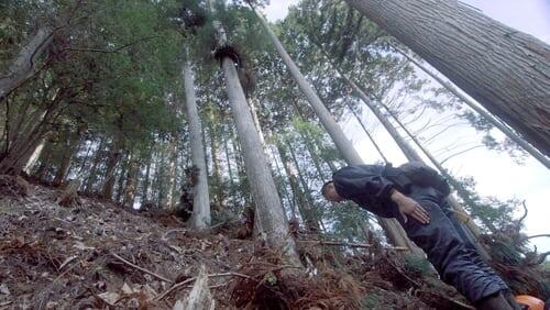 The Forests of Keihoku: Nature's Blessings Sustain the Ancient Capital