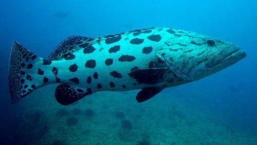 Indian Ocean - Coastal Waters