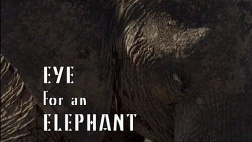 Eye for an Elephant