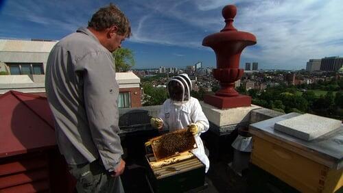 Setting Up a Beehive; Adding Lighting to a Dark Kitchen