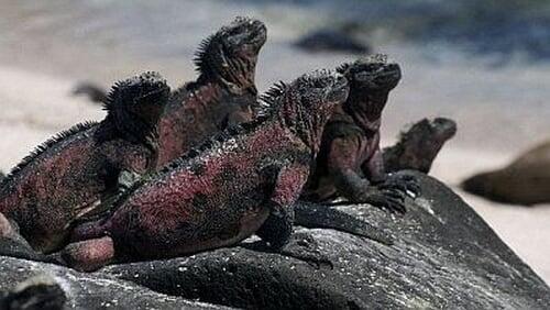 The Dragons of Galapagos