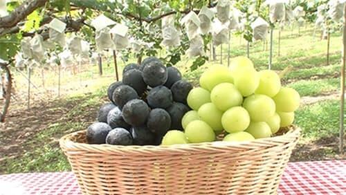 Grapes