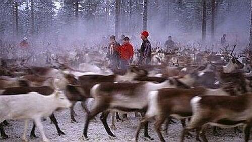 On the Path of the Reindeer