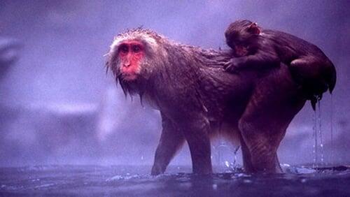 Snow Monkeys