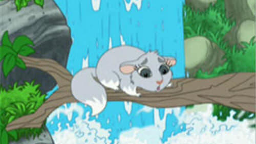 Chinta the Baby Chinchilla