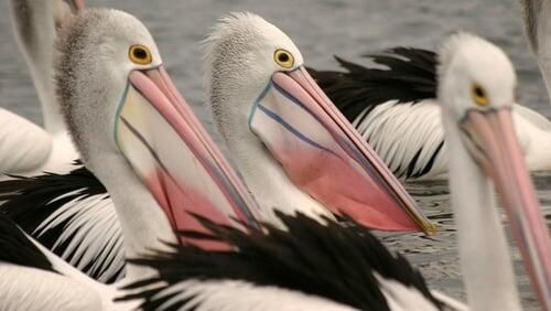 Outback Pelicans