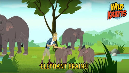 Elephant Brains!