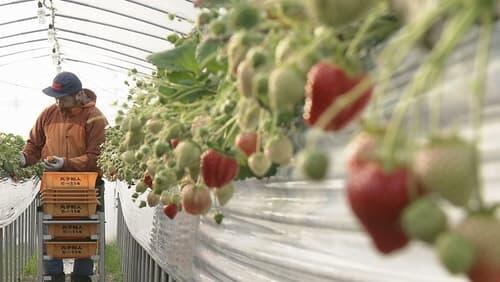 Bitter and Sweet: A Strawberry Farming Family