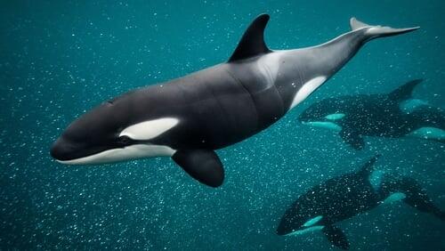 Orca Dynasty