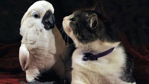 The Tale of the Cockatoo and the Kitty Cat