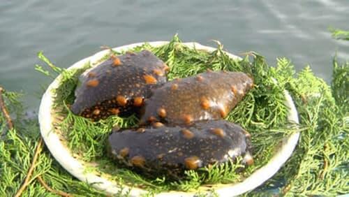 Sea Cucumber