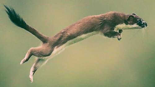 Weasels: Feisty and Fearless