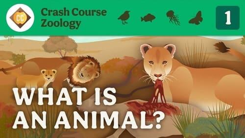 What is an Animal?