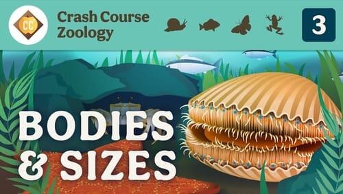 Diversity of Bodies & Sizes (but mostly crabs)