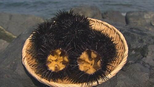 Sea Urchin