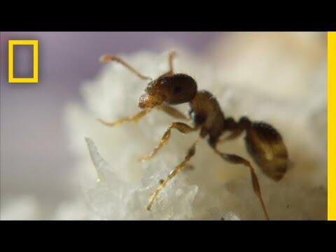 'Ants Help Clean New York City By Eating Your Food Scraps'