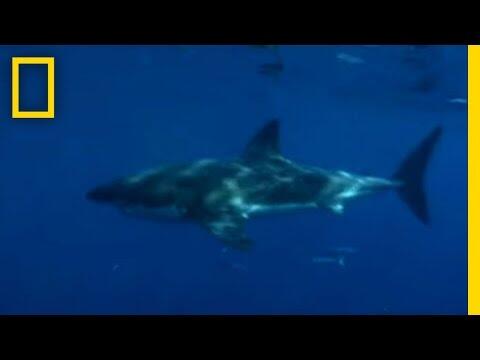 The Art of Seducing Sharks | Expedition Great White