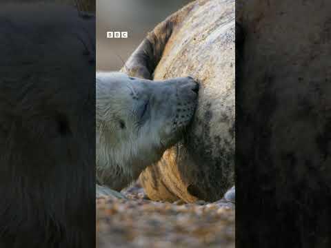 Cute seal pups Clip