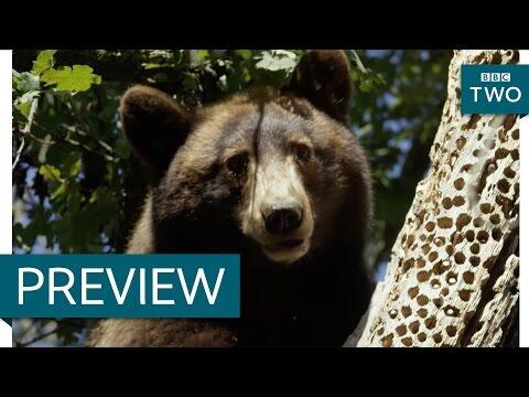 Black bear steals acorns from woodpeckers - Wild West: America's Great Frontier: Episode 2 - BBC