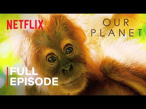 Jungles | Full Episode