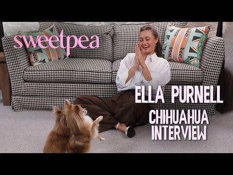 Ella Purnell's CHAOTIC interview with Chihuahuas