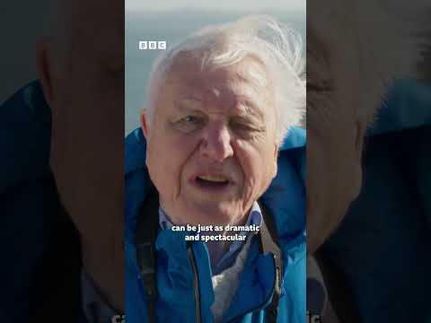 We all love Sir David back on our screens Clip