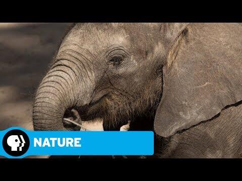 NATURE | Naledi: One Little Elephant: Official Trailer | PBS