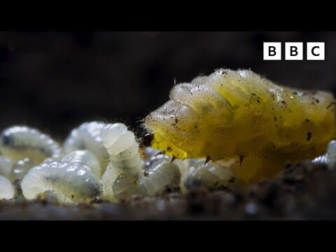 Carnivorous undercover caterpillar Clip