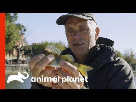 Fishing for Bait on Lake Garda | Jeremy Wade’s Dark Waters