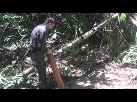 Alone in the Wild - Joe stumbling on palm tree