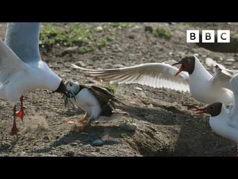 These gulls are vicious Clip