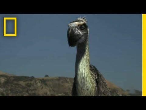 Terror Bird vs. Wolves | National Geographic