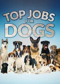 Top Jobs for Dogs