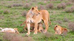 Babies on the Plains