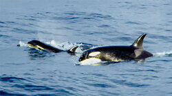 Nothin' but Mammals Nothin' but Mammals