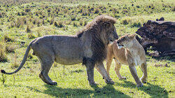 Danger in the Long Grass