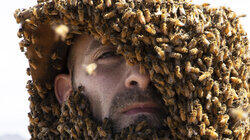 Swarmed By Killer Bees