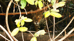 Shadow of the Jaguar