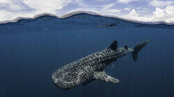 Whale Sharks Of Qatar