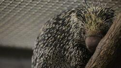 Peri's Prickly Pregnancy Peri's Prickly Pregnancy