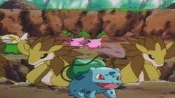 Bulbasaur...The Ambassador!