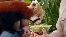 Ravi the Red Panda