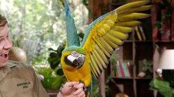 Meet the Macaw