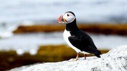 Puffin Island