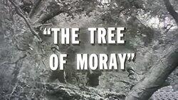 The Tree of Moray