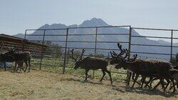 Reindeer Rodeo