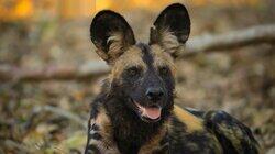 A Baby Wild Dog's Story